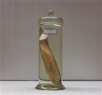 藏品(美麗硬骨舌魚(金龍魚))的圖片